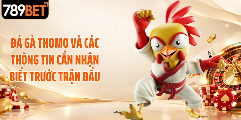 Đá gà Thomo và các thông tin cần nhận biết trước trận đấu