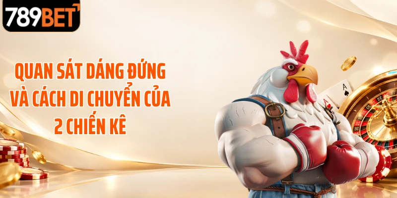 Quan sát dáng đứng và cách di chuyển của 2 chiến kê